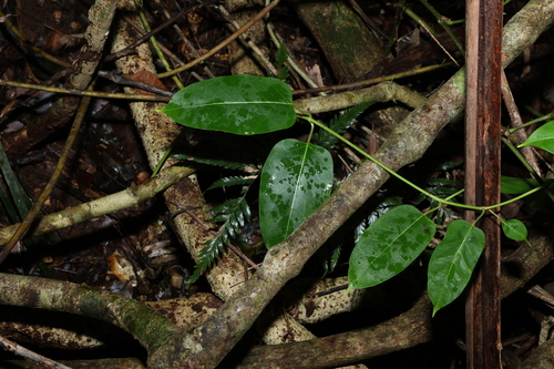 Image of Leichhardtia rostrata by (c) Greg Tasney, some rights reserved (CC BY-SA)