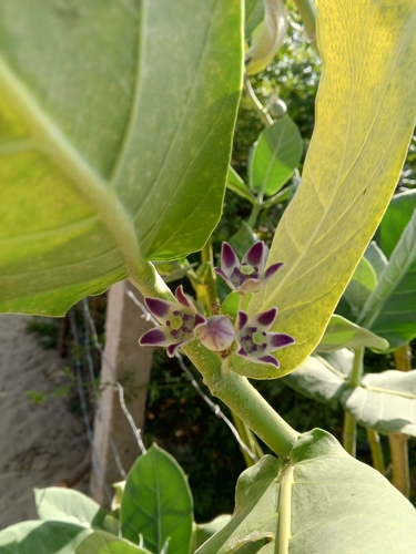 Foto de Flor-de-seda