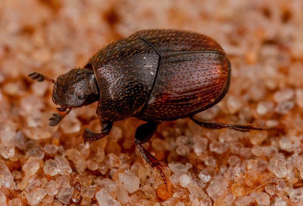 Cleptocaccobius