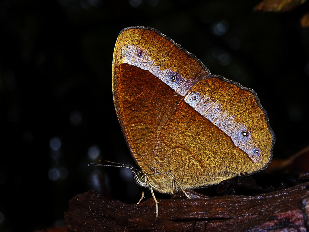 Redeye Bushbrown