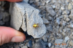 Novaranea queribunda