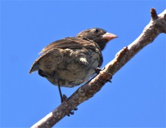 Geospiza propinqua