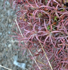 Dracophyllum recurvum