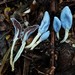 Blue Pouch Fungus - Photo (c) Jacqui Geux, some rights reserved (CC BY), uploaded by Jacqui Geux