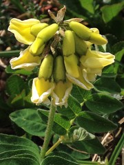 Astragalus umbellatus