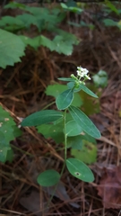 Euphorbia pubentissima