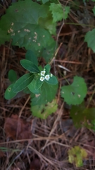 Euphorbia pubentissima