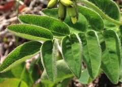 Astragalus umbellatus