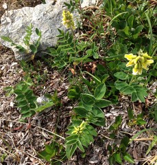 Astragalus umbellatus