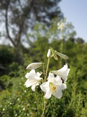 Lilium candidum