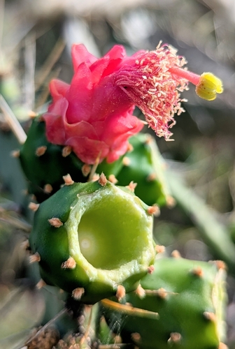 Foto de Palma