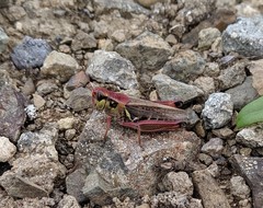 Melanoplus sanguinipes
