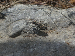 Cicindela haemorrhagica