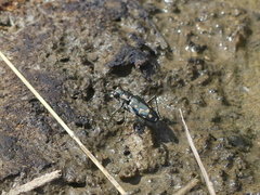 Cicindela haemorrhagica