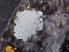 Placopsis perrugosa
