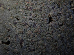 Placopsis perrugosa