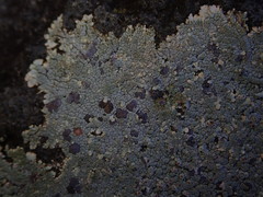 Placopsis perrugosa