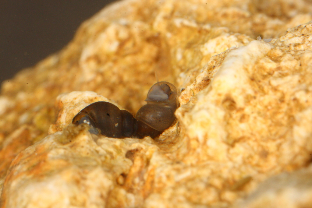 Bythinella cretensis