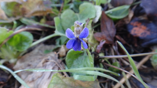 Foto de Violeta