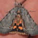 Woody Underwing - Photo (c) Wayne Fidler, some rights reserved (CC BY-NC), uploaded by Wayne Fidler