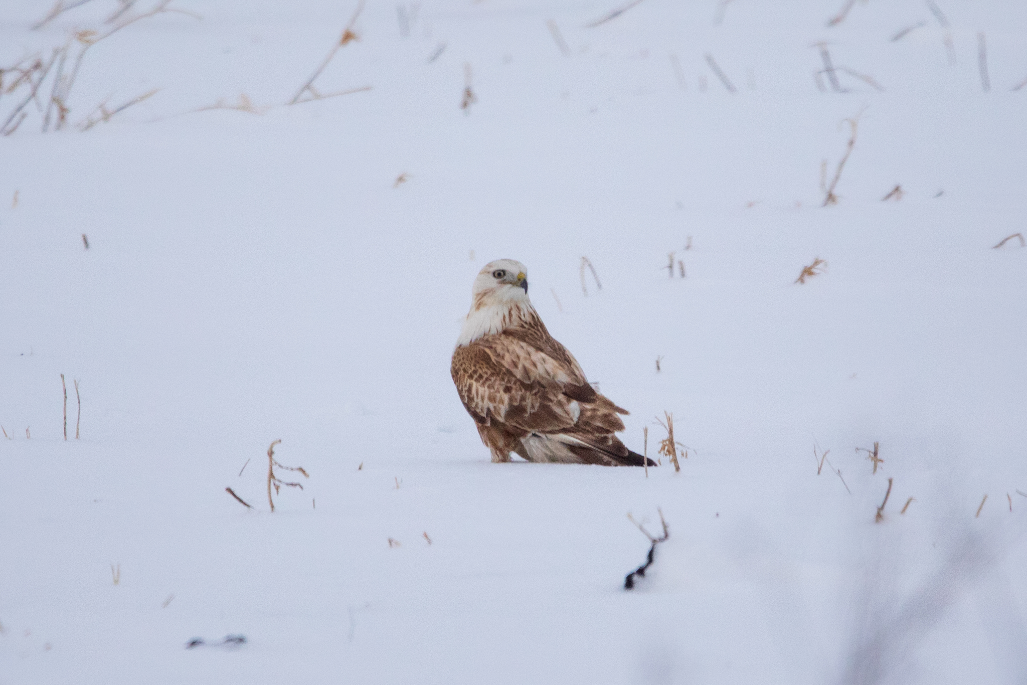 Upland Buzzard (Buteo hemilasius)