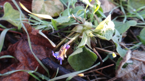 Foto de Violeta