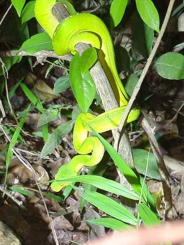 Southern Green Python sighting