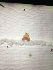 Phytometra rhodarialis