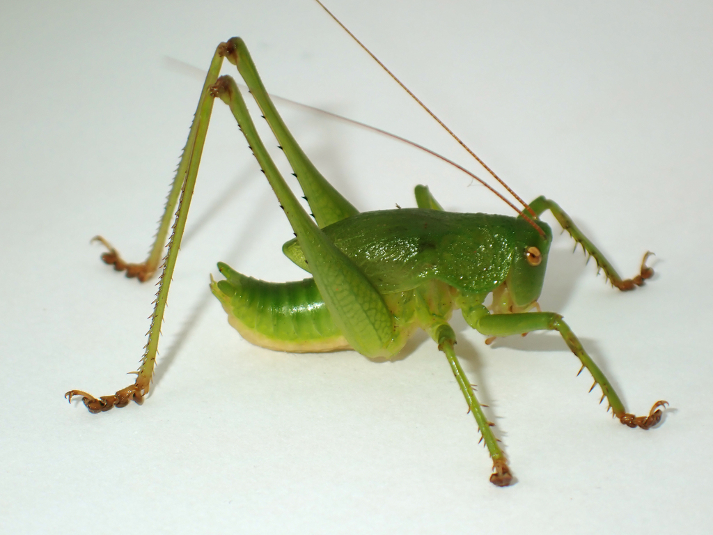 Green-kneed Seedpod Shieldback