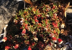 Androsace ochotensis