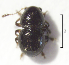 Dysnocryptus inflatus