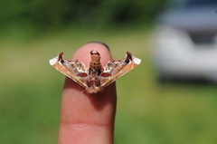 Eutelia pulcherrimus