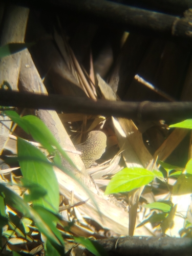 Nile Monitor