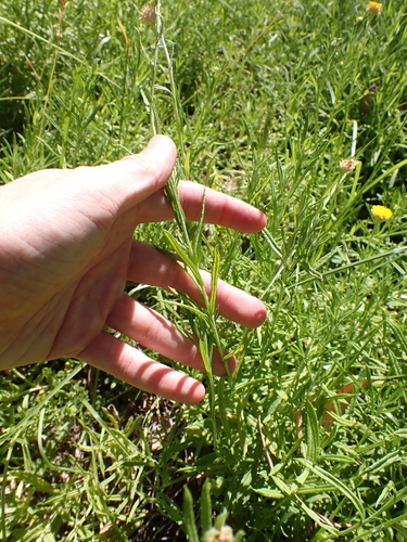 Image of Coronidium gunnianum by (c) Nina Kerr, some rights reserved (CC BY)