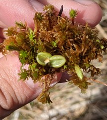 Pinguicula villosa