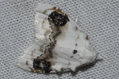 Nola cilicoides