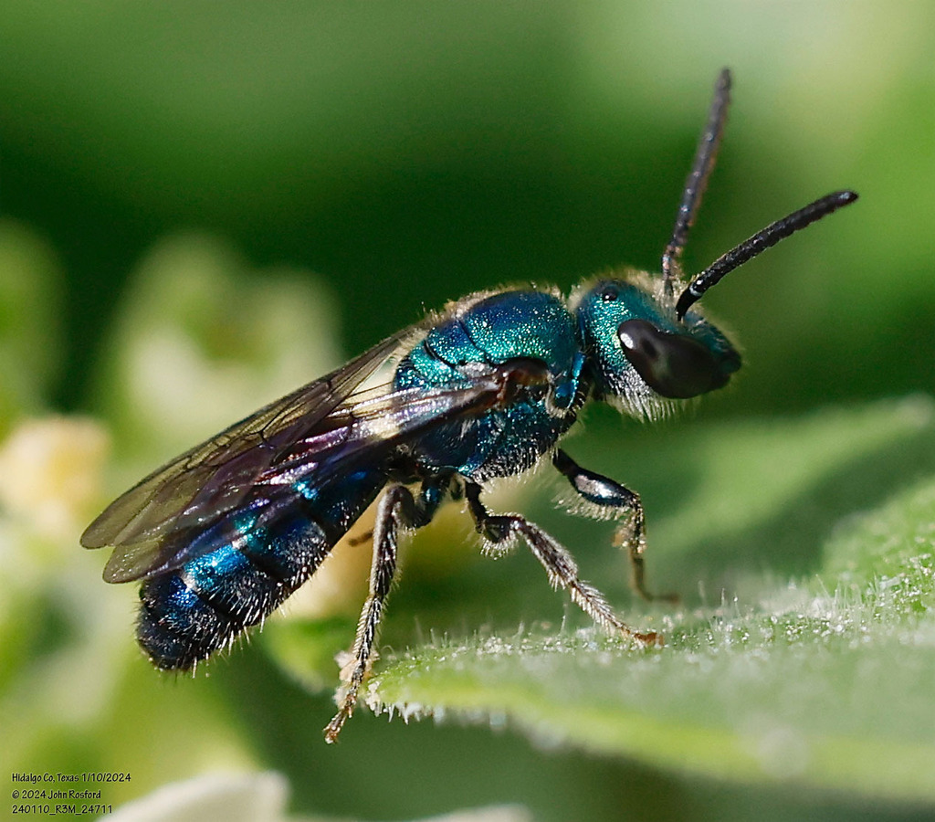 Aztec Augochlora
