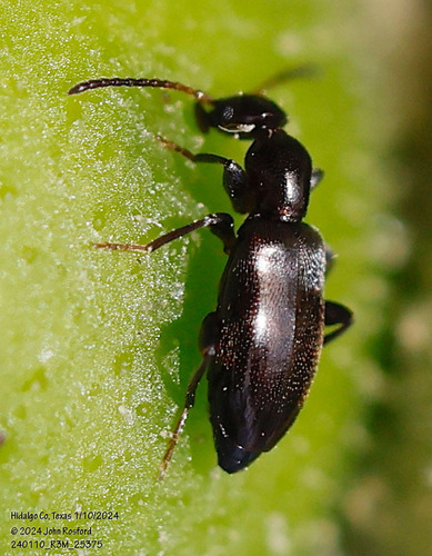 Ischyropalpus occidentalis