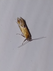 Batia lunaris