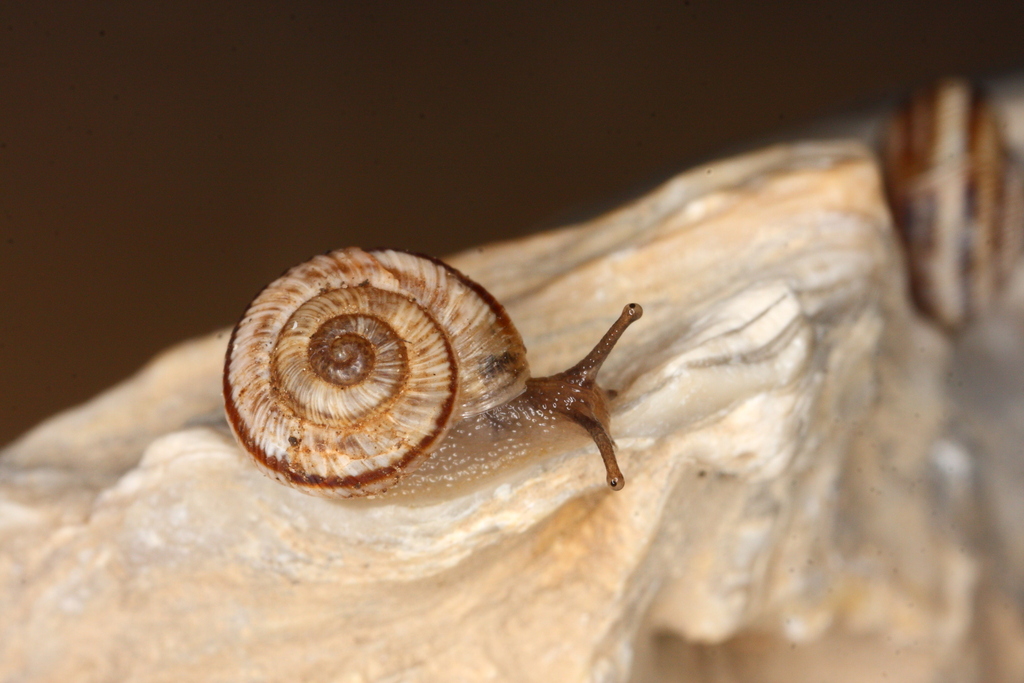Helicopsis striata