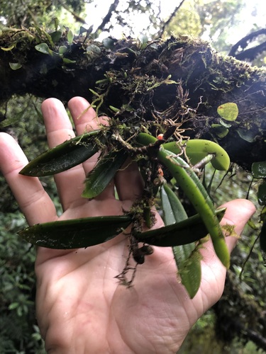 Image of Bulbophyllum schillerianum by (c) Samuel Frankel, some rights reserved (CC BY)