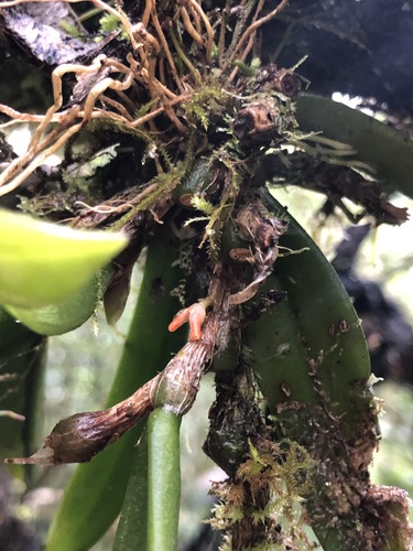 Image of Bulbophyllum schillerianum by (c) Samuel Frankel, some rights reserved (CC BY)
