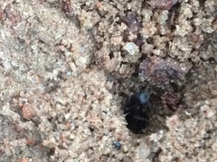 Formicidae