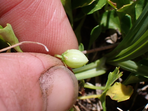 Image of Viola fuscoviolacea by (c) Nina Kerr, some rights reserved (CC BY)