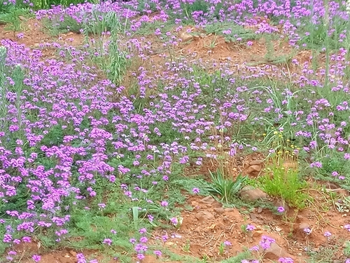 Foto de Verbena