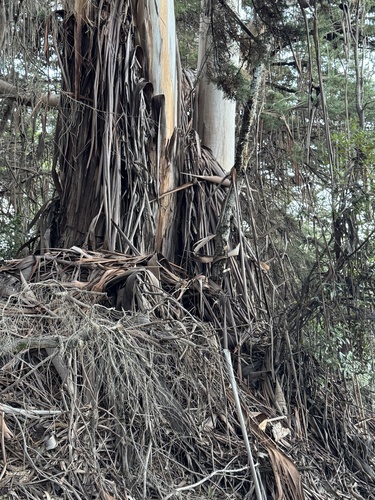 Foto de Eucalipto