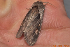 Bellura densa