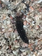 Lampyridae