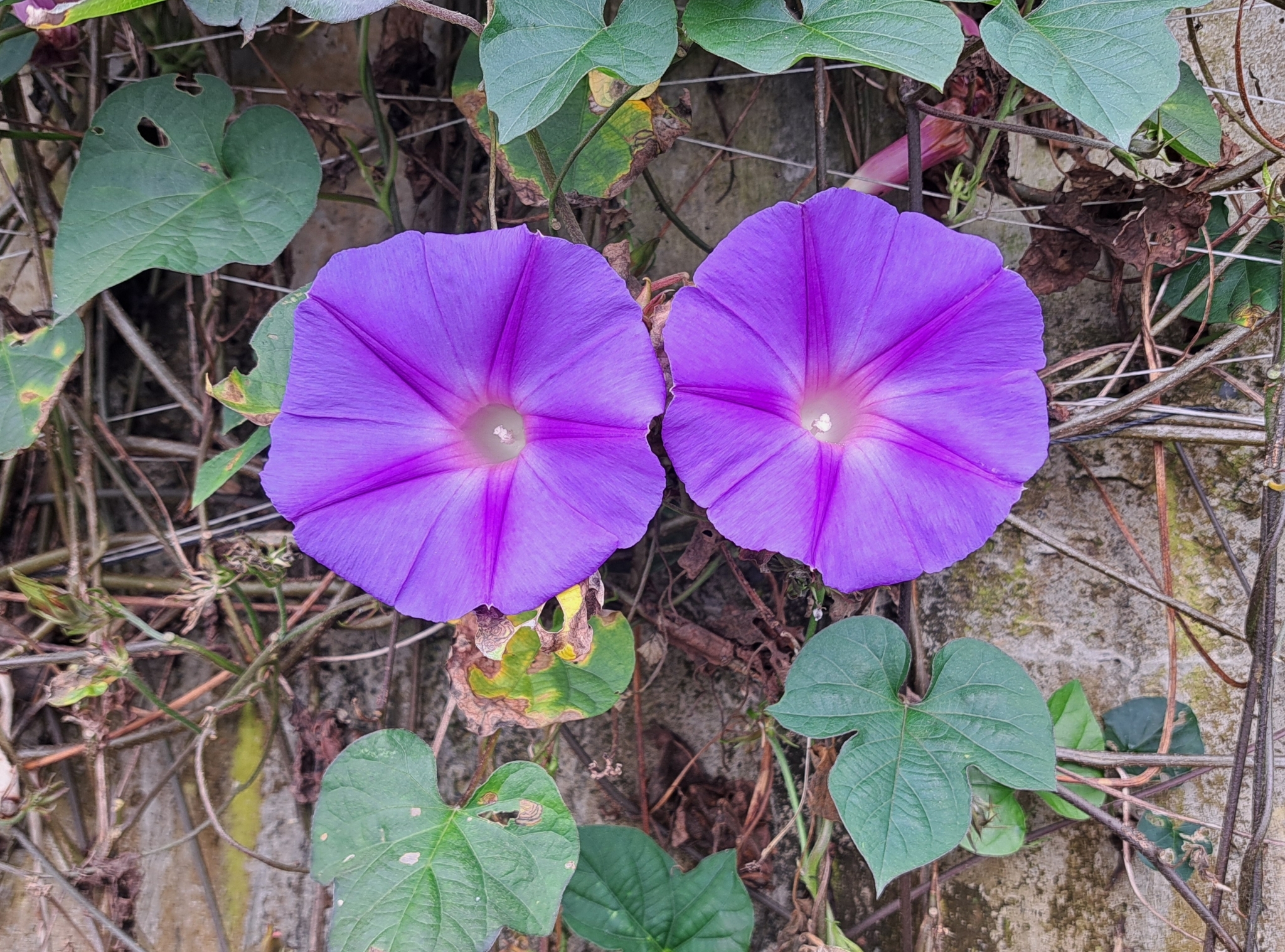 Imagem de Flor de janeiro