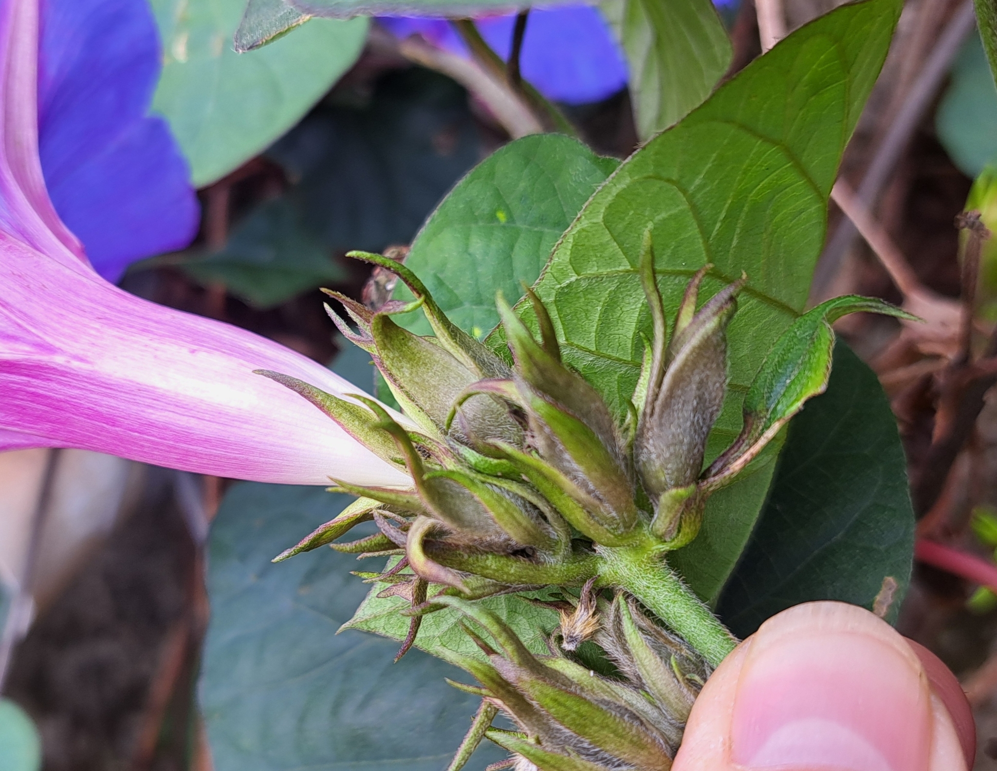 Imagem de Flor de janeiro